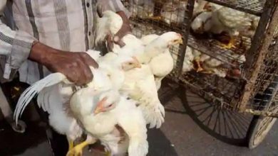 Bird Flu: 10 दिनों तक बंद रहेगा गाजीपुर पोल्ट्री मार्केट, जिंदा पक्षियों के आयात पर लगा बैन